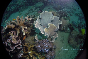 EARTH . . . The Ocean Planet  from the other side. by Suzan Meldonian 